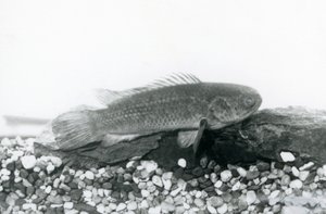 Een Klimbaars rustend op rotsen en grind op de bodem van zijn tank, in water in London Zoo in september 1928 door Frederick William Bond