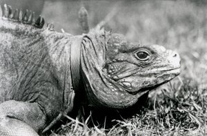 Een Bewolkte Rotsleguaan Methuselah, met een halsband, wandelend op een grasveld in London Zoo, juli 1924
