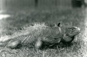Een bewolkte rotsleguaan, met een halsband, wandelend op een grasveld in de Londense dierentuin, juli 1924