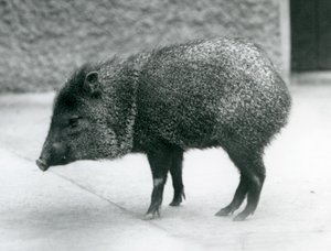Een kraagpekari in de London Zoo, 1927