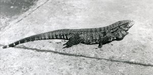 Een gewone goud-gouden zwarte Colombiaanse tegu of tijgerhagedis in de London Zoo in augustus 1926