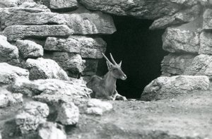 Een gewone eland rustend bij de ingang van zijn schuilplaats tussen de rotsen in de Eland/Antilope weide, London Zoo in 1929 (zwart-wit foto) door Frederick William Bond