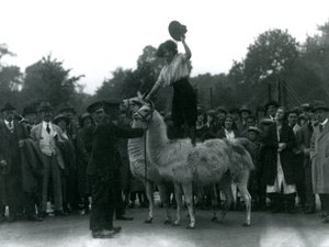 Een cowgirl staat wijdbeens op twee lama