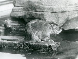 Een beverrat zittend op een rotsrichel in een poel in zijn verblijf in London Zoo, februari 1928 (zwart-wit foto) door Frederick William Bond