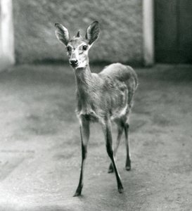 Een Gekroonde Sahel West-Afrikaanse Bosduiker in de London Zoo in augustus 1927 door Frederick William Bond