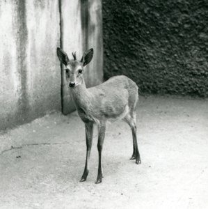 Een Gekroonde Sahel West-Afrikaanse Bosduiker in de London Zoo in augustus 1927 door Frederick William Bond