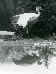 Een Demoiselle Kraanvogel staand op één poot, met zijn spiegelachtige reflectie in de poel eronder, London Zoo