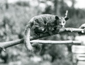 Een Galago die langs een tak loopt die wordt vastgehouden door een verzorger, London Zoo door Frederick William Bond