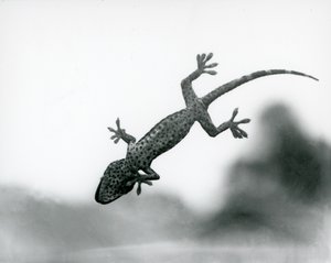 Een Gecko gezien van onderen terwijl hij op glas klimt, met zijn gespecialiseerde voetkussentjes, London Zoo, augustus 1928 (zwart-wit foto) door Frederick William Bond
