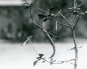 Een reuzenwandelende tak gecamoufleerd op een tak in de London Zoo in 1923 door Frederick William Bond