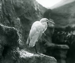 Een Grote Zilverreiger of Grote Witte Reiger staat op een rots in de Londense Zoo in september 1927 door Frederick William Bond