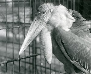 Een Grote Adjutant Ooievaar in de London Zoo in juli 1925