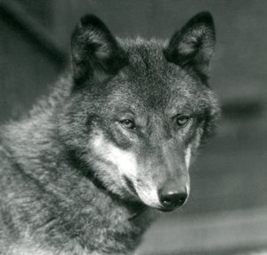 Een grijze wolf in de London Zoo, 1925 door Frederick William Bond