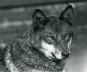 Een grijze wolf in de London Zoo, 1925 door Frederick William Bond