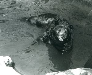Een grizzlybeer baadt in zijn zwembad in de London Zoo
