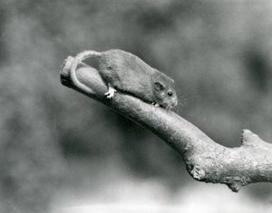 Een hazelmuis op een tak, London Zoo