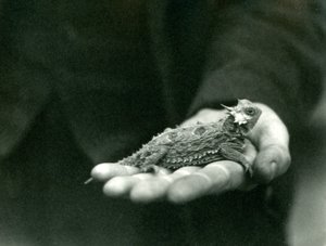 Een Gehoornde Hagedis rust in de hand van zijn verzorger, London Zoo, april 1923