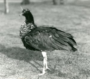 Een Hoornschreeuwer staat op gras in de Londense Zoo in september 1927
