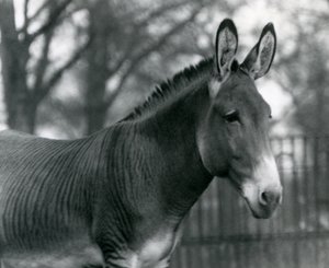 Een hybride zebra in de London Zoo in juli 1924 door Frederick William Bond