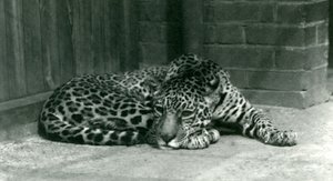 Een jaguar rustend in de Londense dierentuin in juni 1924