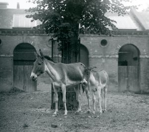 Een Kiang Tibetaanse Wilde Ezel en haar veulen staand onder een boom in hun paddock, London Zoo, augustus 1927 door Frederick William Bond