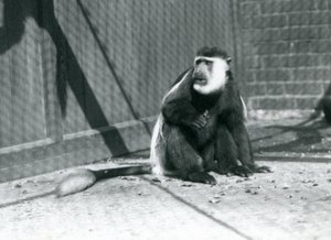 Een Kikuyu Zwart-witte Colobus Aap zittend in zijn verblijf in de London Zoo in juli 1925 door Frederick William Bond