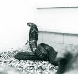 Een Koningscobra in London Zoo, oktober 1925