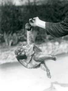 Een Kinkajoe opgehangen aan de vinger van een verzorger door zijn grijpstaart, London Zoo, september 1925 door Frederick William Bond