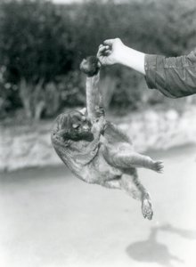 Een Kinkajoe opgehangen aan de vinger van een verzorger door zijn grijpstaart, London Zoo, september 1925 door Frederick William Bond
