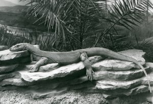 Een Komodovaraan rustend op een rotswand in London Zoo in 1927