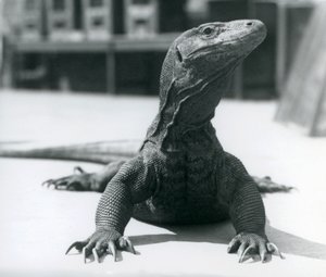 Een Komodovaraan in de Londense dierentuin, augustus 1928