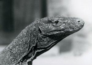 Een Komodovaraan in de London Zoo in augustus 1928