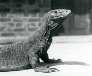 Een Komodovaraan in de London Zoo in augustus 1928 door Frederick William Bond