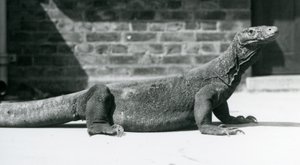 Een Komodovaraan in de London Zoo in augustus 1928 door Frederick William Bond