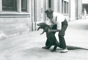 Een Komodovaraan die op zijn achterpoten wordt gehouden door een verzorger in de London Zoo in augustus 1928 door Frederick William Bond