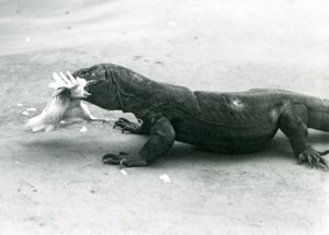 Een Komodovaraan die een kip eet, London Zoo