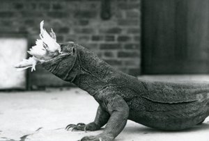 Een Komodovaraan die een kip eet in de London Zoo, augustus 1928