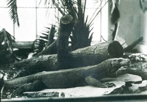 Een komodovaraan in het Reptielenhuis van London Zoo, augustus 1928