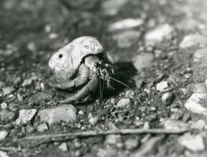 Een landheremietkreeft, London Zoo