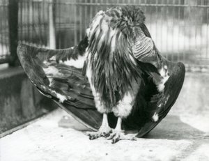 Een Lapetgezichtsgier staand op de vloer van zijn verblijf, zijn vleugelveren poetsend, London Zoo