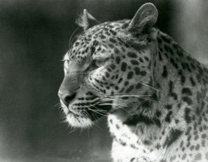 Een luipaard in de London Zoo in 1930 door Frederick William Bond