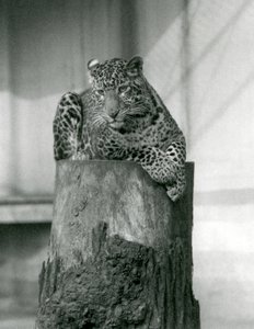 Een luipaard liggend op de top van een boomstronk, London Zoo door Frederick William Bond