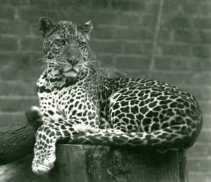 Een Luipaard zittend op een boomstronk in London Zoo door Frederick William Bond
