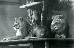 Een leeuw en leeuwin rustend op een hoog platform in hun verblijf, London Zoo in 1929
