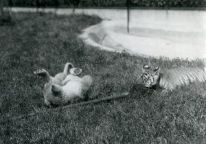 Een leeuwenwelp en tijgerwelp spelen met een dweil, op het gras, bij een vijver, London Zoo, september 1925