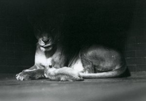 Een leeuwenwelp ligt met zijn moeder in de schaduw van de achterkant van hun verblijf, London Zoo, oktober 1925