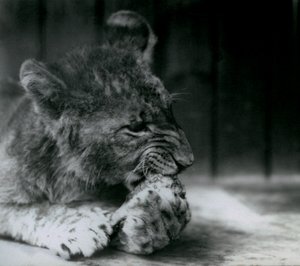 Een Leeuwenwelp voedend in de ZSL London Zoo in 1927