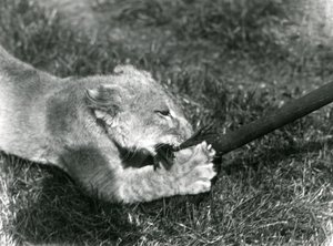 Een leeuwenwelp speelt met een dweil, vastgehouden door zijn verzorger, op het gras voor zijn verblijf, London Zoo, september 1925 door Frederick William Bond