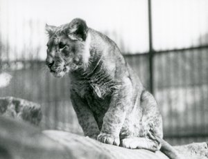 Een leeuwenwelp, geboren in de menagerie in juli 1923, London Zoo, juli 1924 door Frederick William Bond