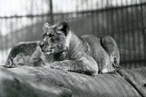 Een leeuwenwelp, geboren in de menagerie in juli 1923, London Zoo, juli 1924 door Frederick William Bond